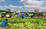 In this undated photograph, Brothers in Arms volunteers help on a farm amid the war in Gaza. (Brothers in Arms Civilian Situation Room)