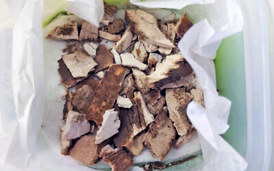 Ivory vessel fragments before restoration by the Israel Antiquities Authority. (Ianir Milevski/IAA)