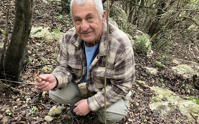 Nadim Faris forages for mushrooms near his village of Hurfeish, March 2024. (Diana Bletter)
