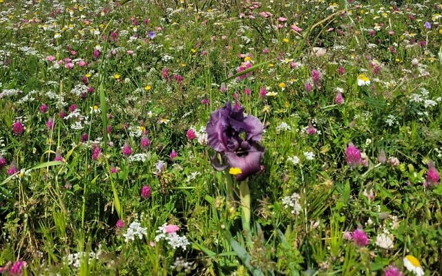 An endangered Gilboa iris pokes up from a field of wild flowers on Mount Barkan, northern Israel, in March 2024. (Roi Federman/Israel Nature and Parks Authority) An endangered Gilboa iris pokes up from a field of wild flowers on Mount Barkan, northern Israel, in March 2024. (Roi Federman/Israel Nature and Parks Authority)