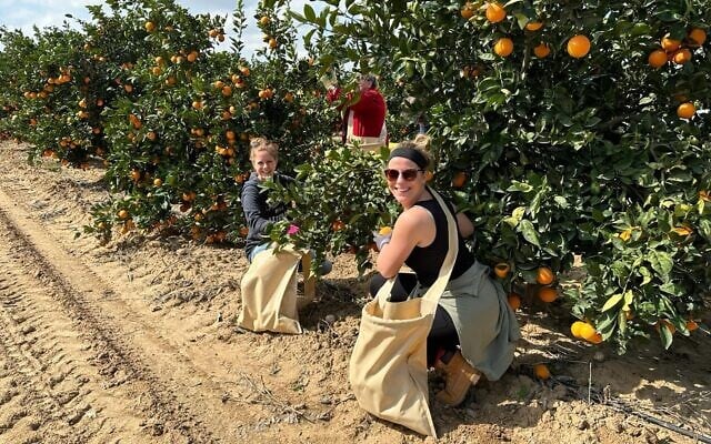 Dutch Christian volunteers pick oranges in Israel in March 2024. (Christians for Israel)