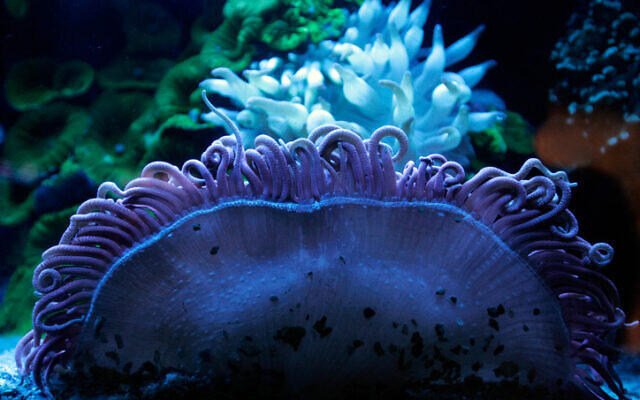 An anemone at the underwater observatory marine park, Coral Beach, Eilat, May 29, 2009. (Anna Kaplan/ Flash90) An anemone at the underwater observatory marine park, Coral Beach, Eilat, May 29, 2009. (Anna Kaplan/ Flash90)