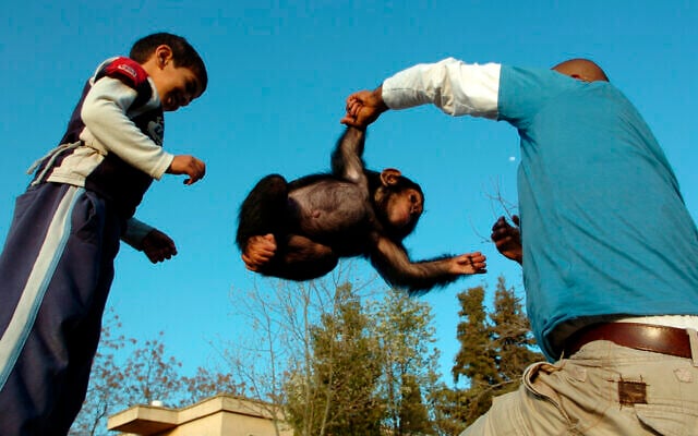 Illustrative photo of a baby chimpanzee and her human caregivers, at the Jerusalem Zoo, on March 29, 2007. (Yossi Zamir/Flash90 Illustrative photo of a baby chimpanzee and her human caregivers, at the Jerusalem Zoo, on March 29, 2007. (Yossi Zamir/Flash90