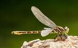 A Sinai hooktail spotted in the Arava Desert in southern Israel. (Itai Shanni)