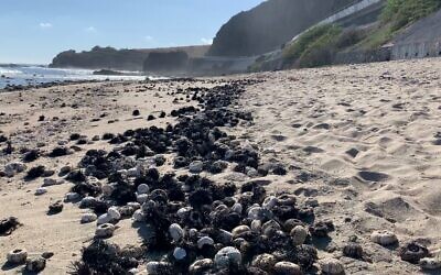 Swaths of sea urchin skeletons washed up on the shore. (Jean-Pascal Quod)