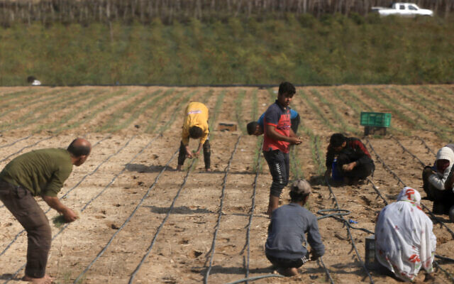 Farmers work in a field east of Deir al-Balah in the Gaza Strip on November 18, 2023 (Photo by MAHMUD HAMS / AFP)