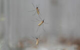 Illustrative: Mosquitoes cling to the inside of a jar loaded with repellent during a test as part of a tour of the Centers for Disease Control laboratory, April 4, 2024, in Fort Collins, Colorado. (David Zalubowski/AP)