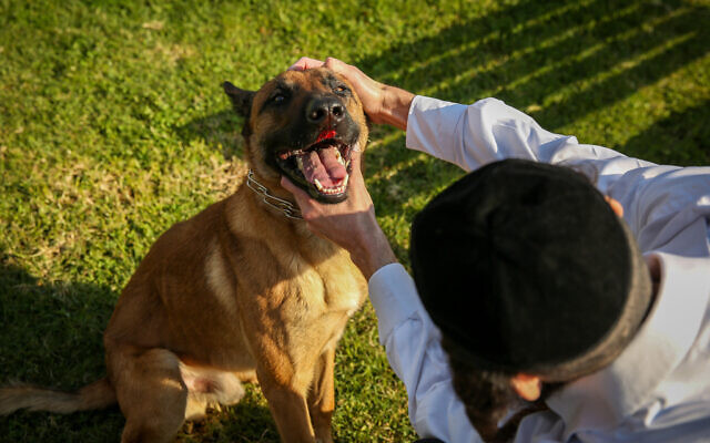Illustrative photo of a man training his dog, in the northern Israeli city of Tzfat, on January 10, 2019. (David Cohen/Flash90)