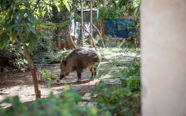 A wild boar in a backyard of a building in the northern Israeli city of Haifa, February 8, 2023. (Shir Torem/Flash90_ A wild boar in a backyard of a building in the northern Israeli city of Haifa, February 8, 2023. (Shir Torem/Flash90_