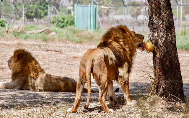 Lions receive frozen meat popsicles to cool down, during a hot summer day, at the Ramat Gan Safari, July 2, 2024. (Avshalom Sassoni/Flash90) Lions receive frozen meat popsicles to cool down, during a hot summer day, at the Ramat Gan Safari, July 2, 2024. (Avshalom Sassoni/Flash90)