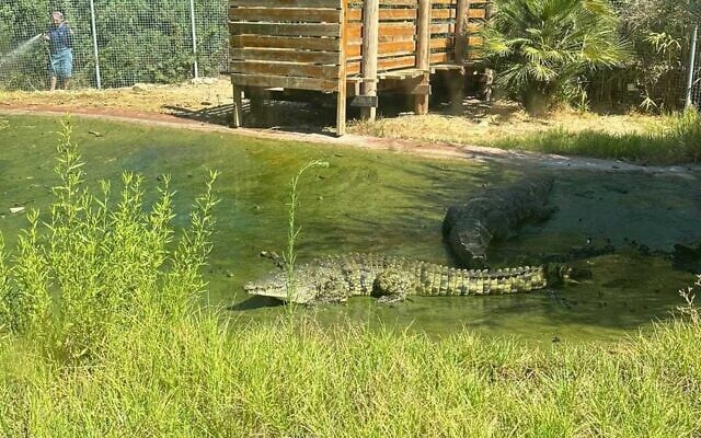A crocodile at the Biblical Zoo in Jerusalem, August 18, 2024. (Israel Police)