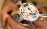A plastic bottle cap is removed from the throat of a long-legged buzzard at the Ein Prat Nature Reserve, northeast of Jerusalem, August 6, 2024. (Itamar Telkar)