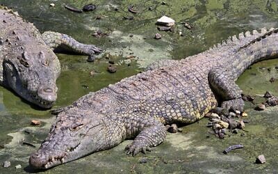 Crocodiles at Jerusalem's Biblical Zoo, August 18, 2024. (Police spokesperson)
