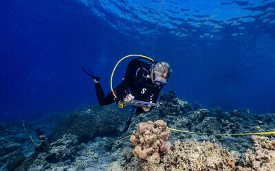 Carrying out measurements as part of the 2023 National Monitoring Program in the Gulf of Aqaba (Eilat). (Interuniversity Institute for Marine Sciences, Eilat)