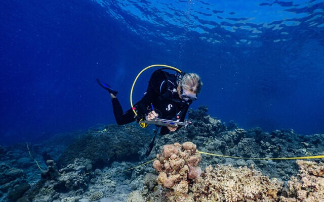 Carrying out measurements as part of the 2023 National Monitoring Program in the Gulf of Aqaba (Eilat). (Interuniversity Institute for Marine Sciences, Eilat) Carrying out measurements as part of the 2023 National Monitoring Program in the Gulf of Aqaba (Eilat). (Interuniversity Institute for Marine Sciences, Eilat)