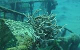 Species of Acropora corals sampled in the Gulf of Eilat, southern Israel, for the pharmaceutical research. (Noa Shenkar)