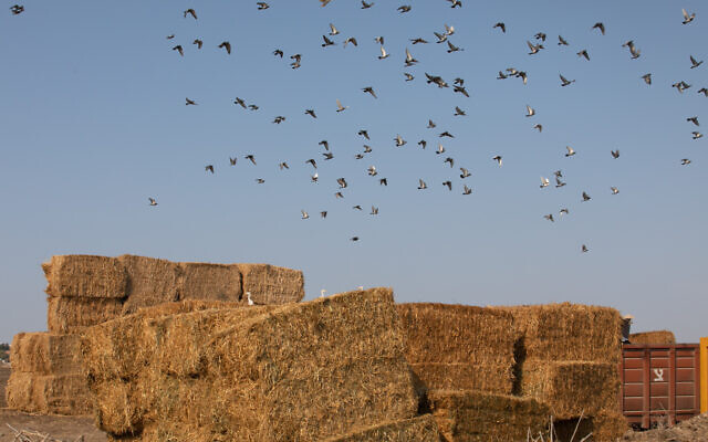 Illustrative -- Birds seen flying above a stack of hay in Nahalal in the Jezreel Valley, November 11, 2019 (Anat Hermony/Flash90) Illustrative -- Birds seen flying above a stack of hay in Nahalal in the Jezreel Valley, November 11, 2019 (Anat Hermony/Flash90)