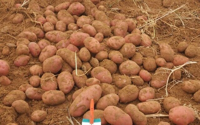 Newly harvested Rumafeed potatoes in the Negev, southern Israel. (Ore Eldan, Rumafeed)