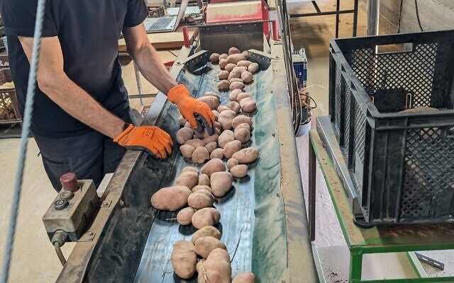 Rumafeed potatoes are sorted at Kibbutz Saad in the Negev, southern Israel. ((Ore Eldan, Rumafeed)