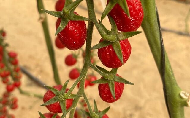 Supree's semi-dried tomatoes on the vine. (Courtesy, Supree)