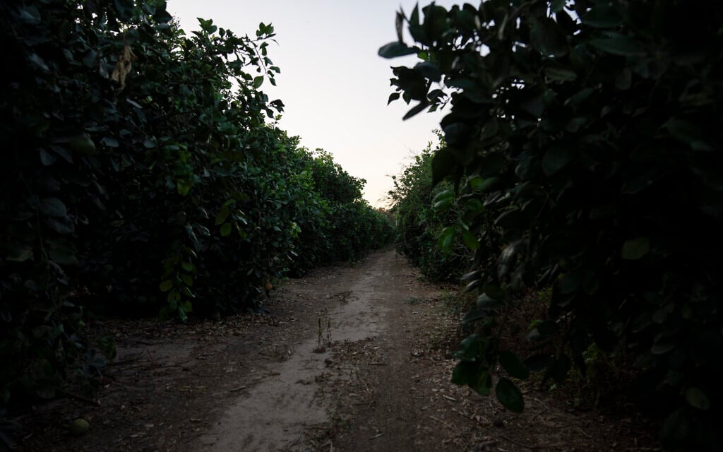 An orchard where Eilat Shalev hid after fleeing the Nova music festival during Hamas's October 7 onslaught, near Kibbutz Reim, seen on September 26, 2024. (AP Photo/Leo Correa)