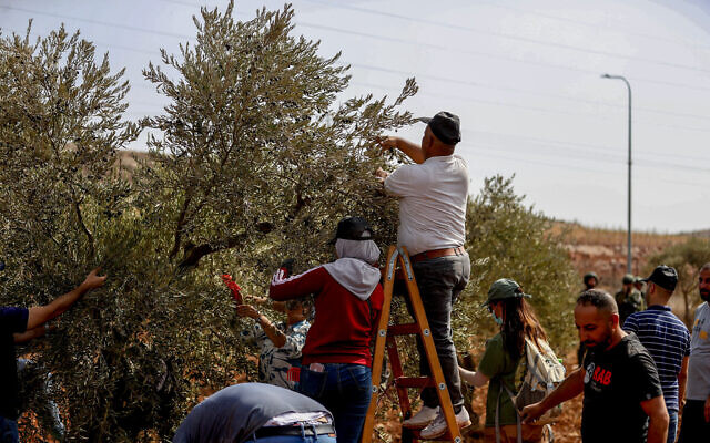 Palestinians collect olives from a tree during the annual harvest season, in the West Bank village of Qusra, south of Nablus, October 15, 2024. (Flash90) Palestinians collect olives from a tree during the annual harvest season, in the West Bank village of Qusra, south of Nablus, October 15, 2024. (Flash90)