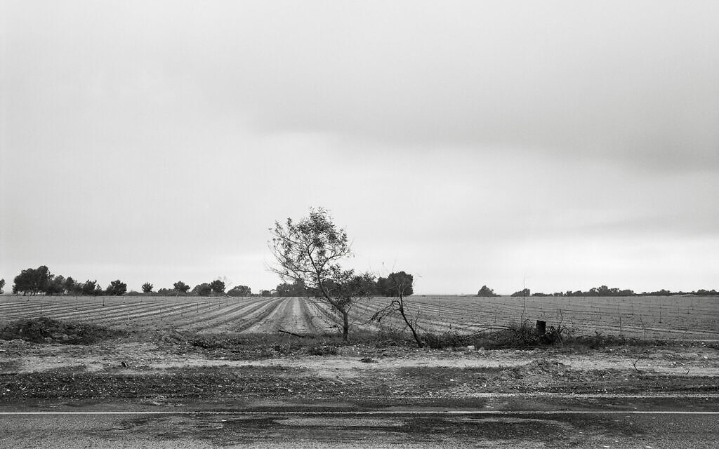 'Highway 232 2023,' by Gaston Zvi Ickowicz, part of the 'Field' exhibit at the Israel Museum, a post-October 7 work, opened September 29, 2024 (Courtesy Gaston Zvi Ickowicz)