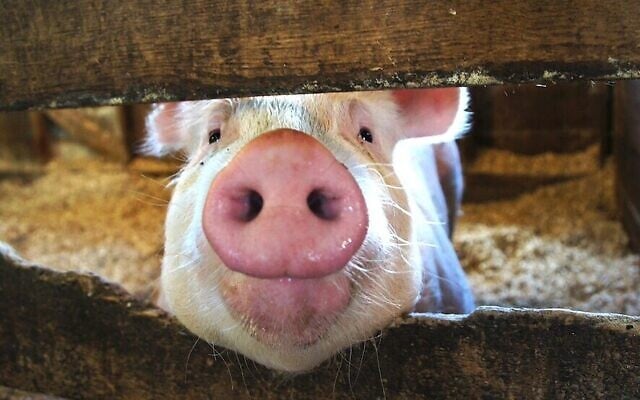 'Why does the pig matter?' Jordan D. Rosenblum asks in his new book, 'Forbidden: A 3,000-Year History of Jews and the Pig.' (Steve Evans/Wikimedia Commons)