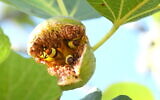 Oriental hornets feeding on a fig fruit. (Prof. Eran Levin)