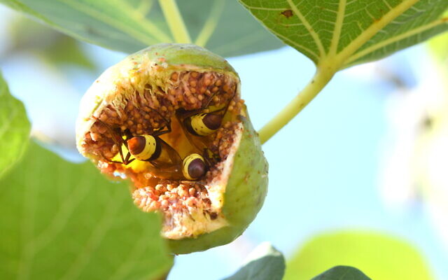 Oriental hornets feeding on a fig fruit. (Prof. Eran Levin)