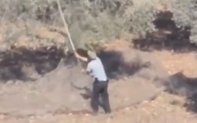 An armed Israeli settler steals olives from a grove in the Palestinian village of Awarta in the northern West Bank on October 10, 2024. (Screen capture/Yesh Din) An armed Israeli settler steals olives from a grove in the Palestinian village of Awarta in the northern West Bank on October 10, 2024. (Screen capture/Yesh Din)