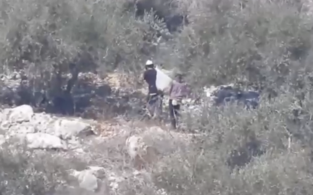 Settlers allegedly carrying off stolen olives from Palestinian-owned olive trees from the land of the West Bank village of Bayt Lid close to the Einav settlement, October 2024. (Screenshot, courtesy Yesh Din) Settlers allegedly carrying off stolen olives from Palestinian-owned olive trees from the land of the West Bank village of Bayt Lid close to the Einav settlement, October 2024. (Screenshot, courtesy Yesh Din)