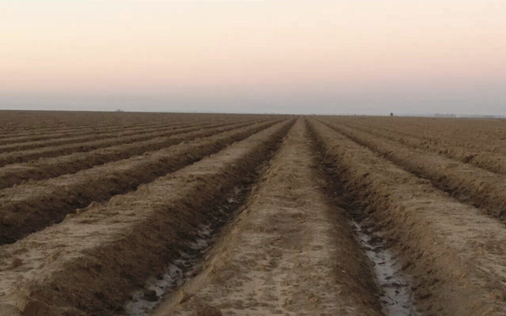 'Field 2023-2024,' by Gaston Zvi Ickowicz, part of the 'Field' exhibit at the Israel Museum, a post-October 7 work, opened September 29, 2024 (Courtesy Gaston Zvi Ickowicz)