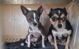 Neglected dogs rescued by the Agriculture Ministry and police from a pirate breeder in central Israel, October 15, 2024. (Agriculture Ministry)