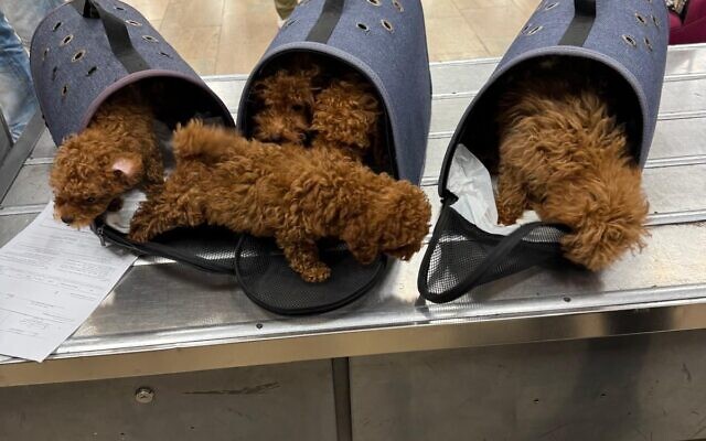 Toy poodle puppies are seen in Ben Gurion Airport after two people were caught trying to smuggle them into Israel, October 2024. (Agriculture Ministry and Tax Authority) Toy poodle puppies are seen in Ben Gurion Airport after two people were caught trying to smuggle them into Israel, October 2024. (Agriculture Ministry and Tax Authority)