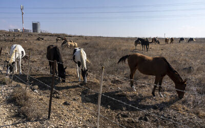 Horses graze near the entrance to 'Trump Heights' in the Golan Heights, November 7, 2024. (AP Photo/Ariel Schalit)