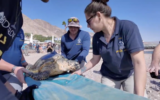 Conservationists from the Israel Parks and Nature Authority release an endangered turtle into the Red Sea, October 31, 2024. (Screen capture via YouTube,used in accordance with Clause 27a of the Copyright Law)