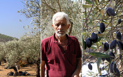 The olive harvest outside the Palestinian village of Battir in the West Bank in November 2024. Khaled Muammer (center) oversees the harvest of his olives, November 7, 2024. (Jeremy Sharon/The Times of Israel)