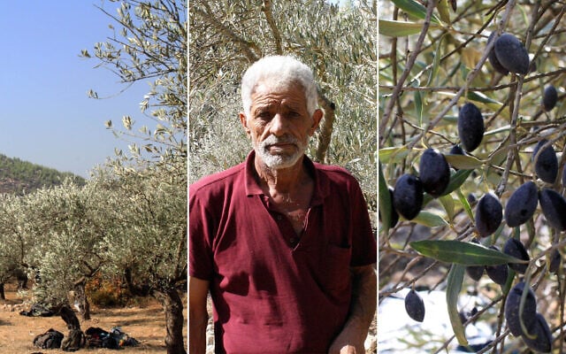 The olive harvest outside the Palestinian village of Battir in the West Bank in November 2024. Khaled Muammer (center) oversees the harvest of his olives, November 7, 2024. (Jeremy Sharon/The Times of Israel)