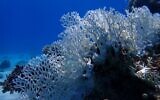 An undated picture showing a coral that underwent bleaching in the Gulf of Eilat earlier this year. (Omri Omessi/ Assaf Zvuloni, Israel Nature and Parks Authority)