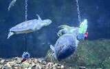 Visitors can watch the feeding of sea turtles at Jerusalem's Israel Aquarium during the 2024-2025 winter months (Credit Maya Zerman)