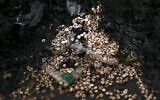 Pills of captagon are pictured after their burning to be disposed of upon their discovery at Mazzeh Military Airport in the west of Damascus on December 12, 2024. (Aris Messinis/AFP)