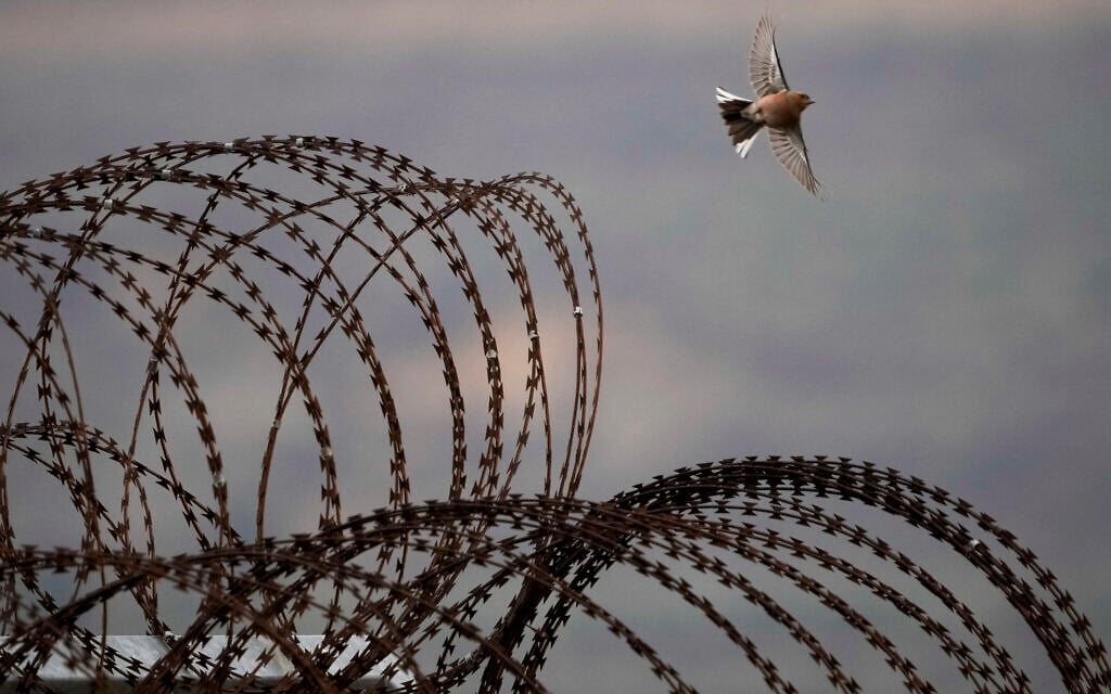 A bird flies over the security fence near the so-called Alpha Line that separates the Golan Heights from Syria, in the town of Majdal Shams, Dec. 22, 2024. (AP Photo/Matias Delacroix)