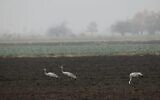 On a misty day, gray cranes feed on a field not yet sown just outside the Hula Lake Park in northern Israel, December 22, 2024. Alex Kolomoisky/KKL-JNF)
