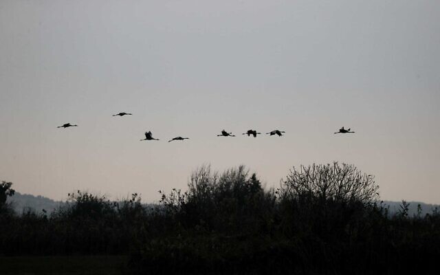 Cranes coming into land at the Hula Lake Park in northern Israel, December 22, 2024. (Alex Kolomoisky/KKL)