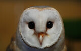 A barn owl at the Attica Zoological Park, near Athens, on January 21, 2025. (AP Photo/Thanassis Stravrakis)