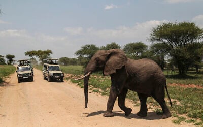 Illustrative - In this photo taken in January 2015, an African elephant crosses a road made for Safari vehicles as tourists take photos in Tarangire National Park on the outskirts of Arusha, northern Tanzania. (AP Photo/Mosa'ab Elshamy)