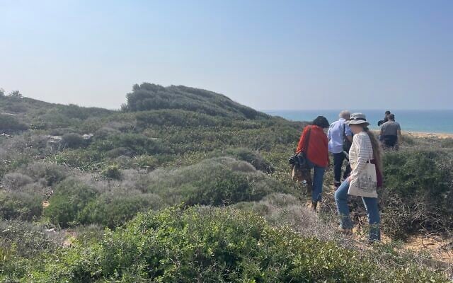 Wild olive trees exposed to westerly winds from the Mediterranean at Atlit, northern Israel, have taken on strange shapes, February 17, 2025. (Sue Surkes/Times of Israel)
