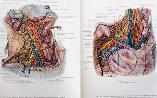 Pages from Eduard Pernkopf's 'Atlas of Topographical & Applied Human Anatomy' (used in accordance with clause 27a of the Copyright Law)