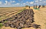 The carcasses of 335 black kites at Moshav Patish in southern Israel, after a mass poisoning event apparently caused by an approved pesticide leaching into puddles caused by irrigation, near Moshav Patish, southern Israel, February 1, 2025.  (Israel Nature and Parks Authority)
